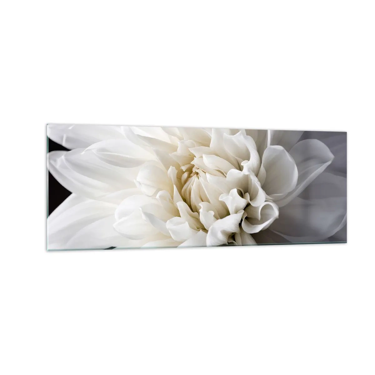 Glasbild - Bild auf glas - Eine zarte weiße Blume auf schwarzem Hintergrund in einer eleganten Komposition - 140x50cm - Der Morgen der Braut - Moderne Wanddekoration für Wohnzimmer und Schlafzimmer ARTTOR