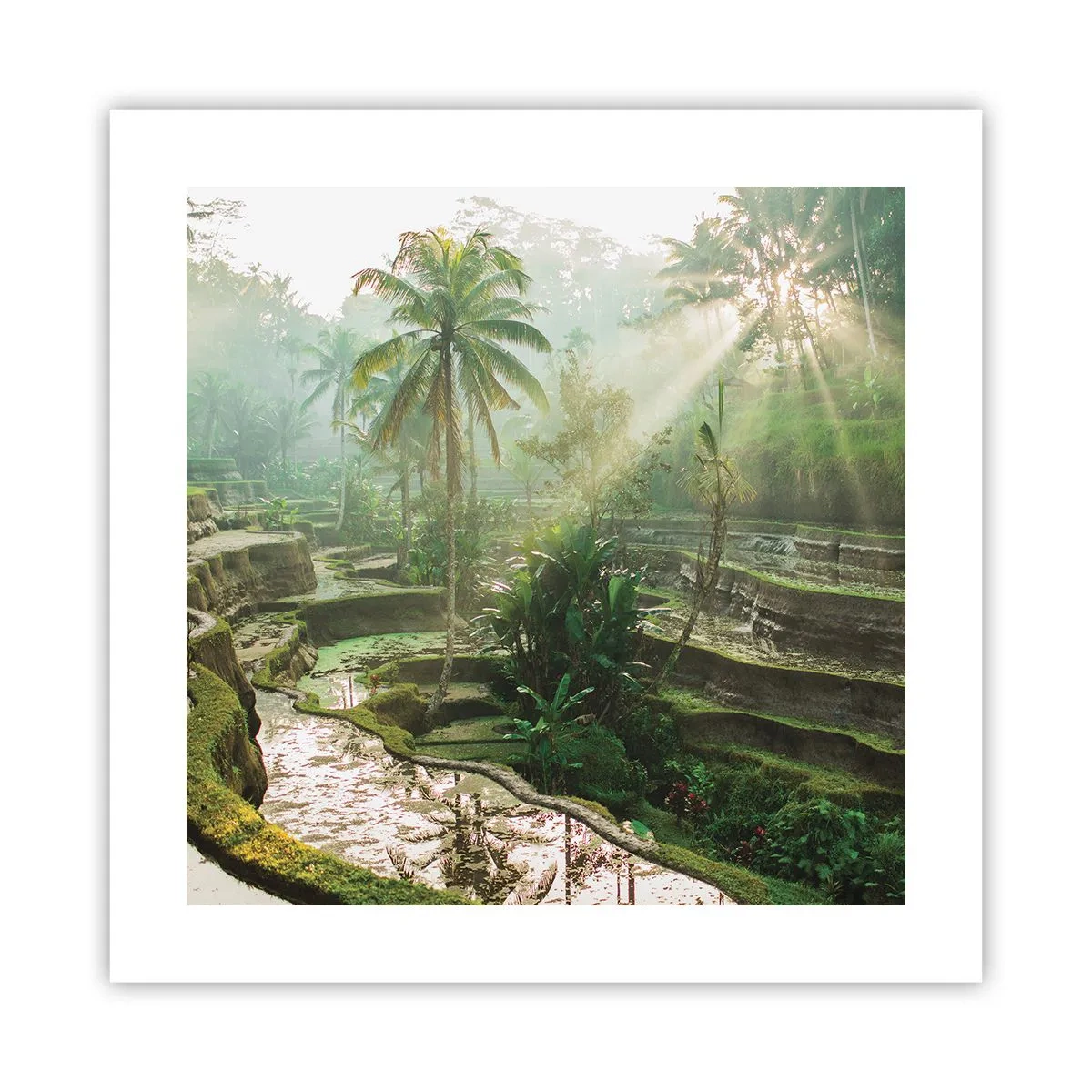 Poster - In der Sonne aufwachsen - 40x40 cm