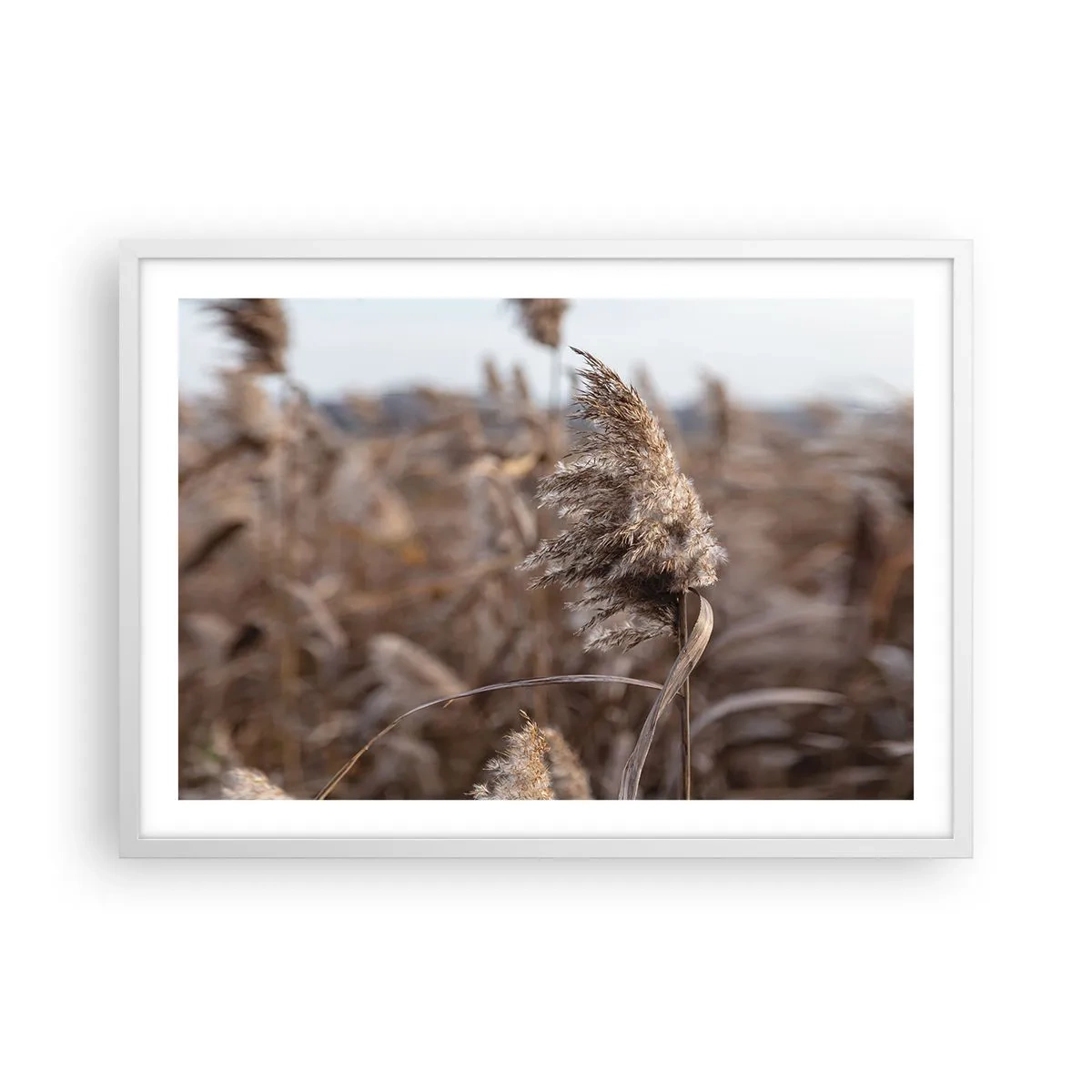 Poster in einem weißen Rahmen - Zeit, mit dem Wind zu gehen - 70x50 cm