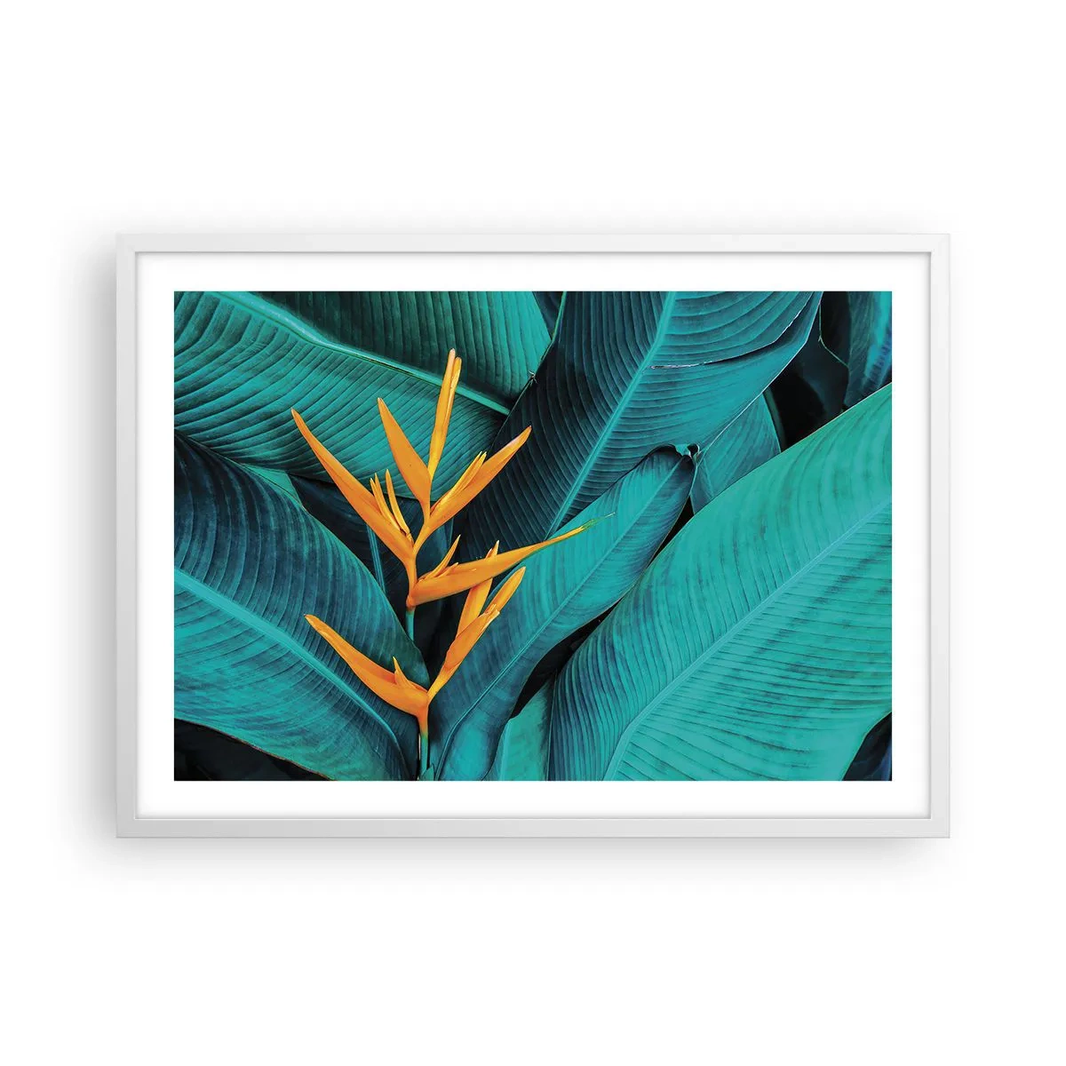 Poster in einem weißen Rahmen - Eden-Blume - 70x50 cm