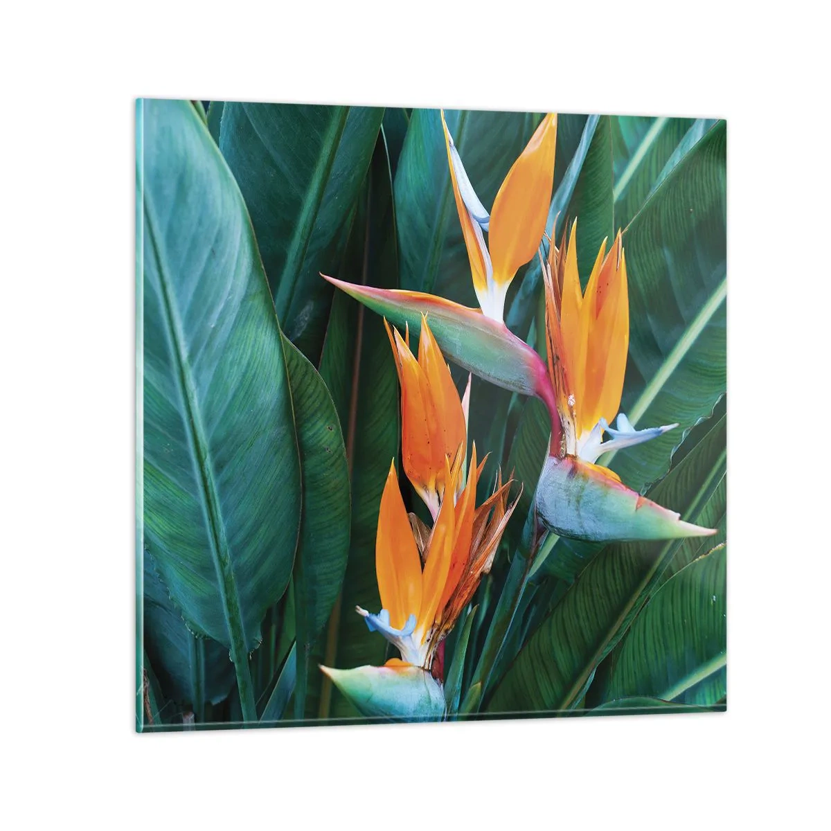 Glasbild - Bild auf glas - Ist es eine Blume oder ist es ein Vogel? - 60x60 cm