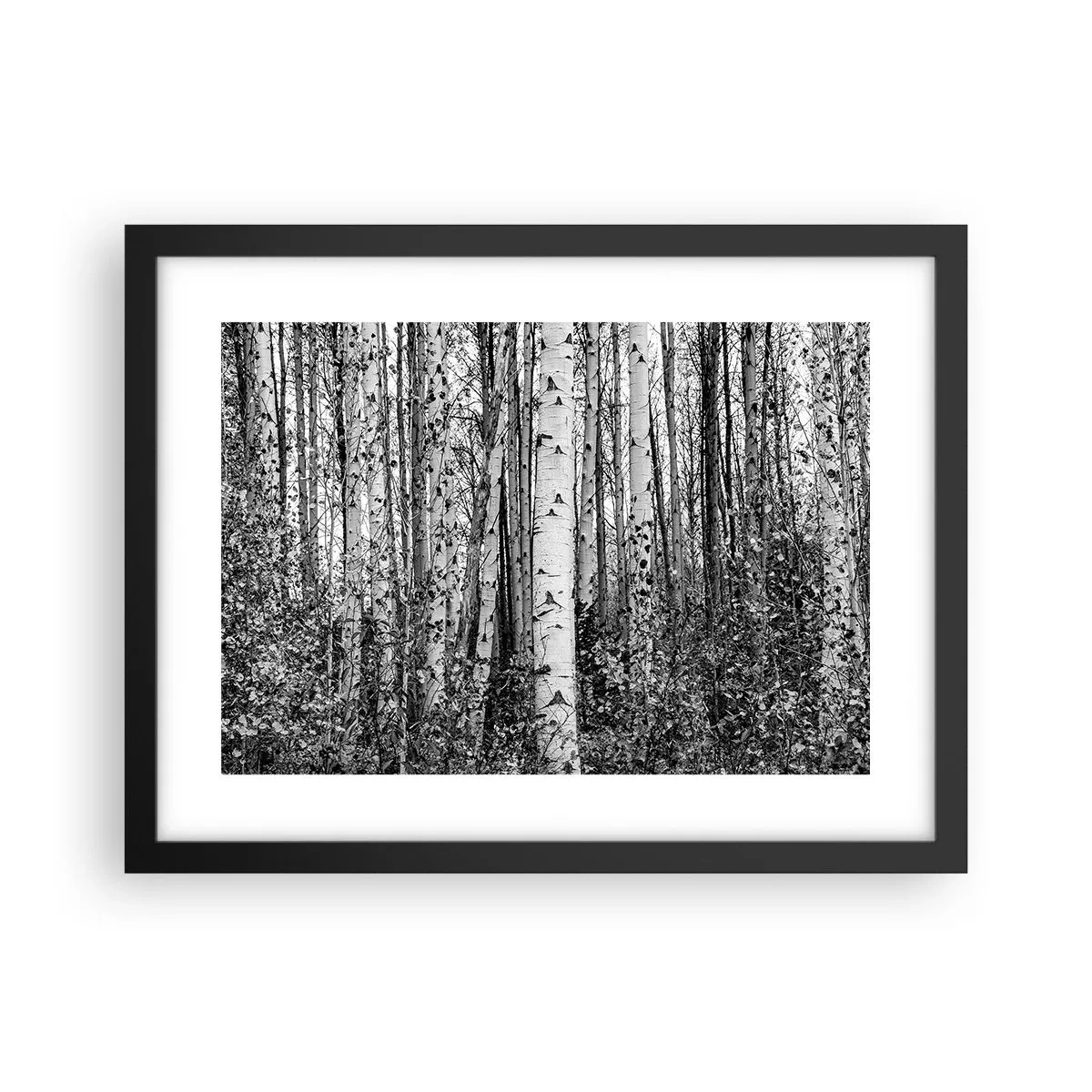 Poster in einem schwarzem Rahmen - Birkenkolonnade - 40x30 cm