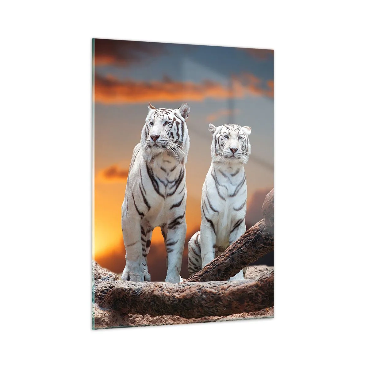 Glasbild - Bild auf glas - Weiße Tiger vor der untergehenden Sonne - 50x70cm - Genau wie Narnia - Moderne Wanddekoration für Wohnzimmer und Schlafzimmer ARTTOR