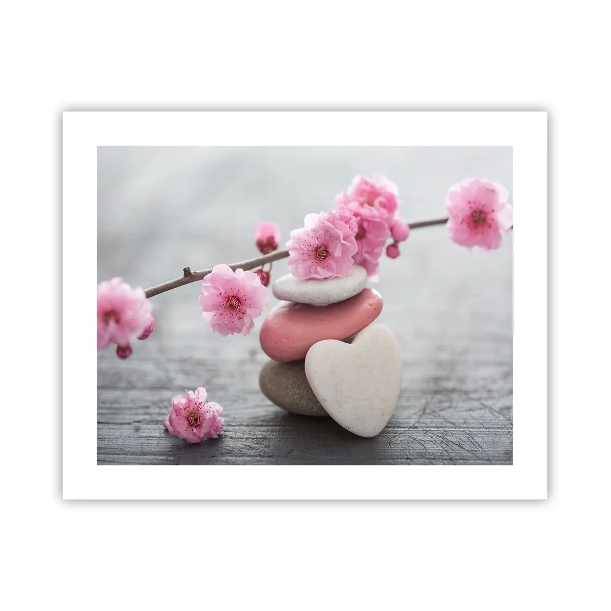 Poster - Glückseligkeit mit einer Kirschblüte - 50x40 cm