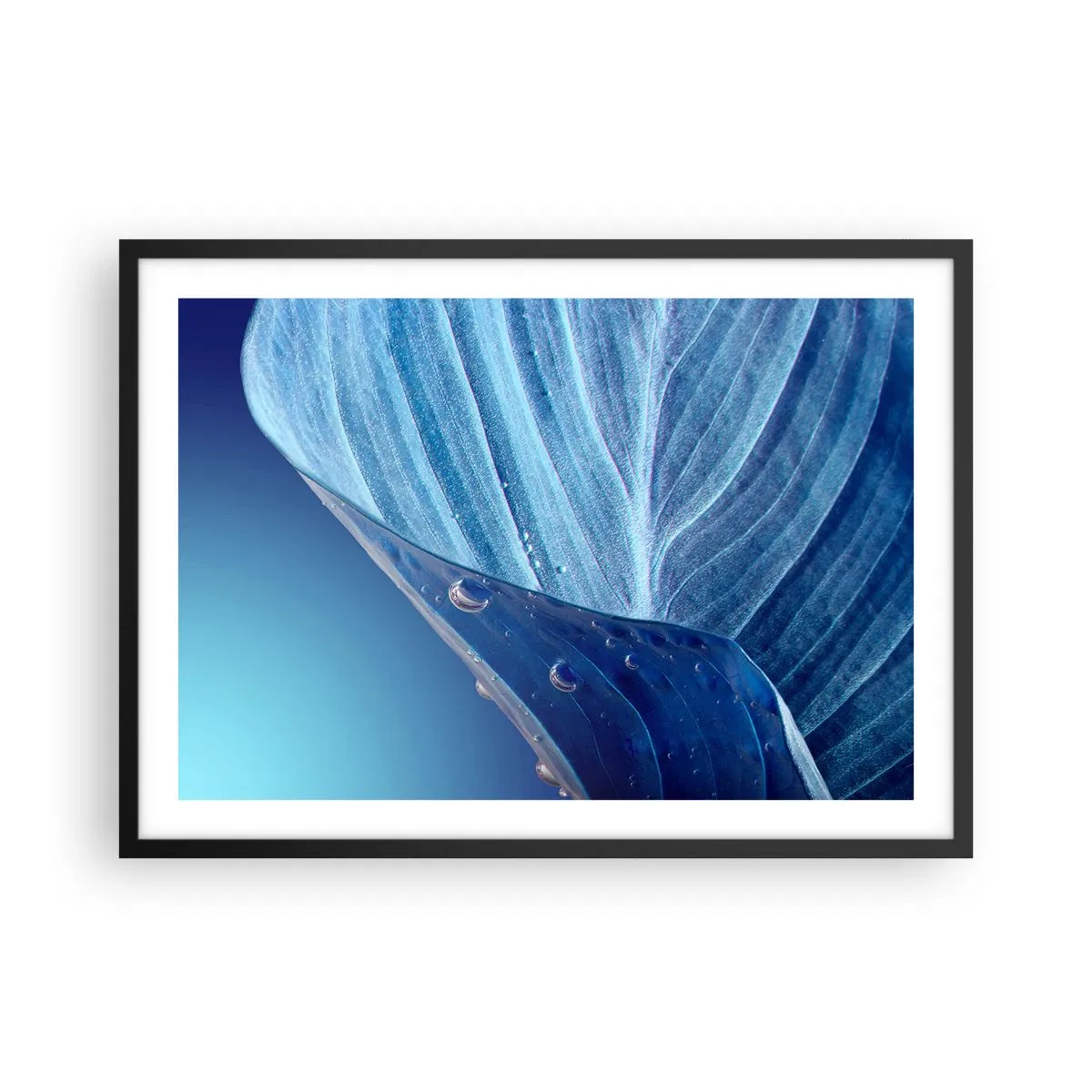 Poster in einem schwarzem Rahmen - Ein blaues Blatt mit sichtbaren Wassertropfen - 70x50cm - Versteckte Tropfen vom Blau - Moderne Wanddekoration für Wohnzimmer und Schlafzimmer ARTTOR