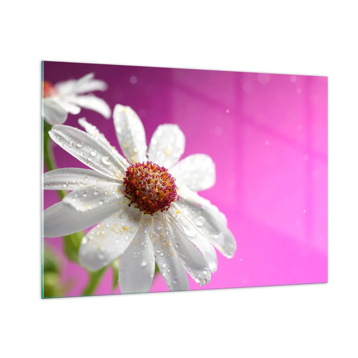 Glasbild - Bild auf glas - Makrofotografie einer weißen Blume mit Tautropfen vor einem rosa Hintergrund - 100x70cm - Bescheiden in seiner Schönheit - Moderne Wanddekoration für Wohnzimmer und Schlafzimmer ARTTOR