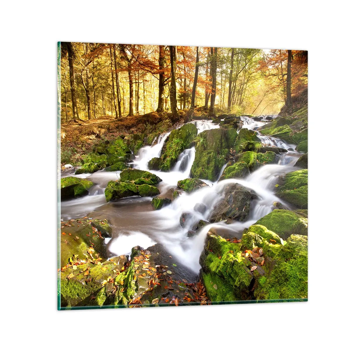 Glasbild - Bild auf glas - Rasch durch den herbstlichen Wald - 40x40 cm