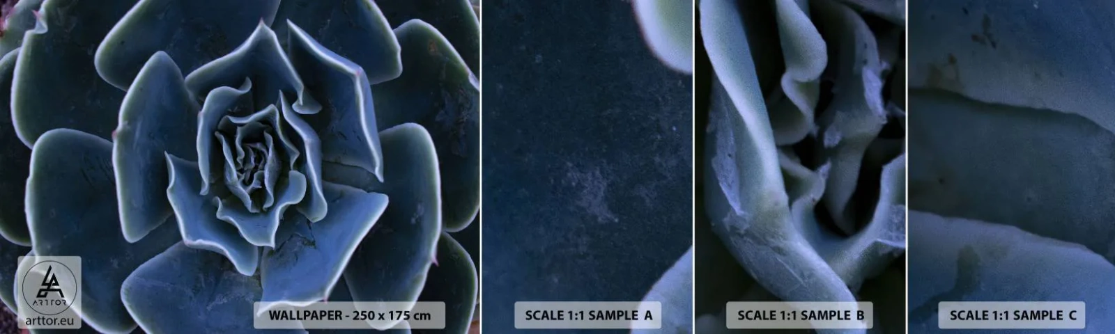 Fototapetenmuster Standard Eco - Wüstenblume - Agavenblüte, Blume, Natur - 100x30 cm