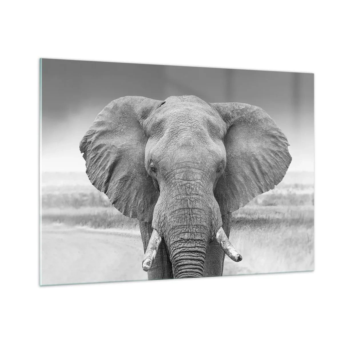 Glasbild - Bild auf glas - Schwarz-Weiß-Porträt eines Elefanten in der Savanne - 100x70cm - Willkommen in meiner Welt - Moderne Wanddekoration für Wohnzimmer und Schlafzimmer ARTTOR