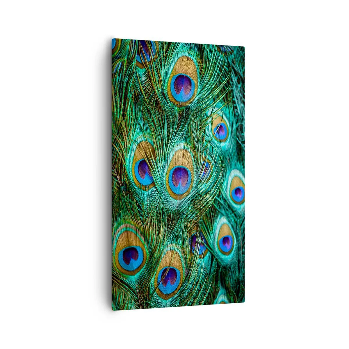 Bild auf Leinwand - Leinwandbild - Ein Blick mit Pfauenaugen - 55x100 cm