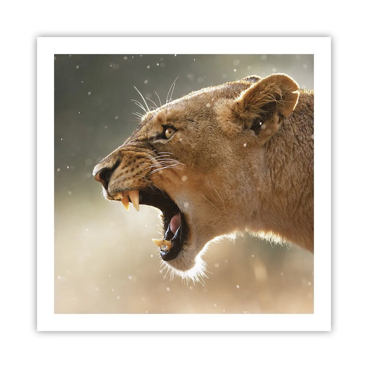 Poster - Versuch, nicht zuzuhören - 60x60 cm