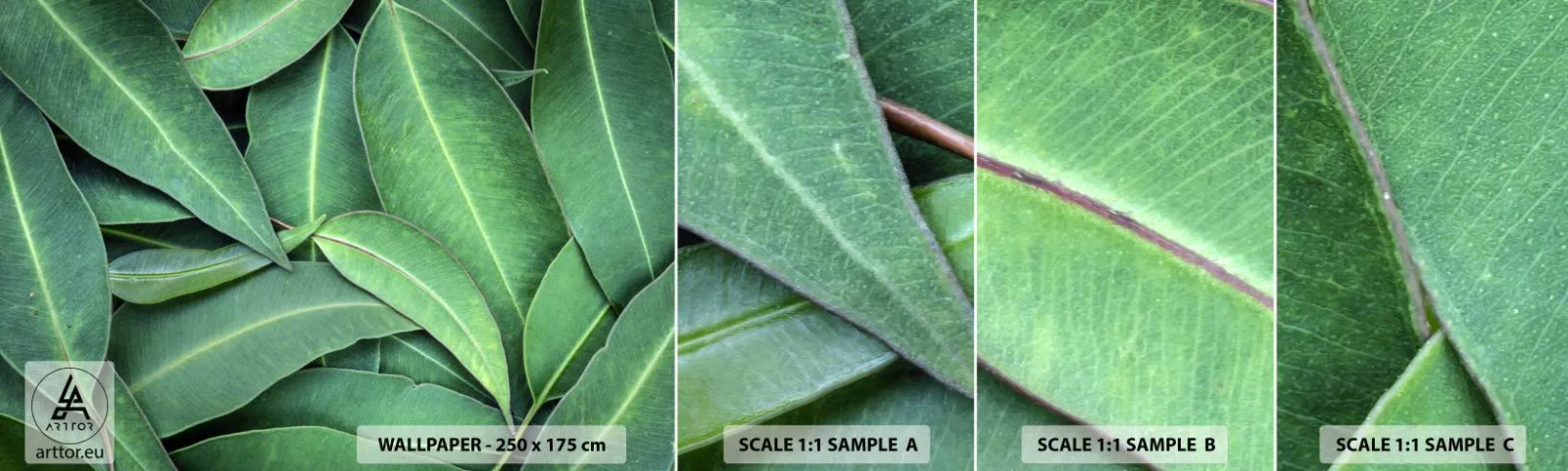 Fototapetenmuster Standard Eco - Saftig und frisch - Blätter, Eukalyptus, Natur - 100x30 cm