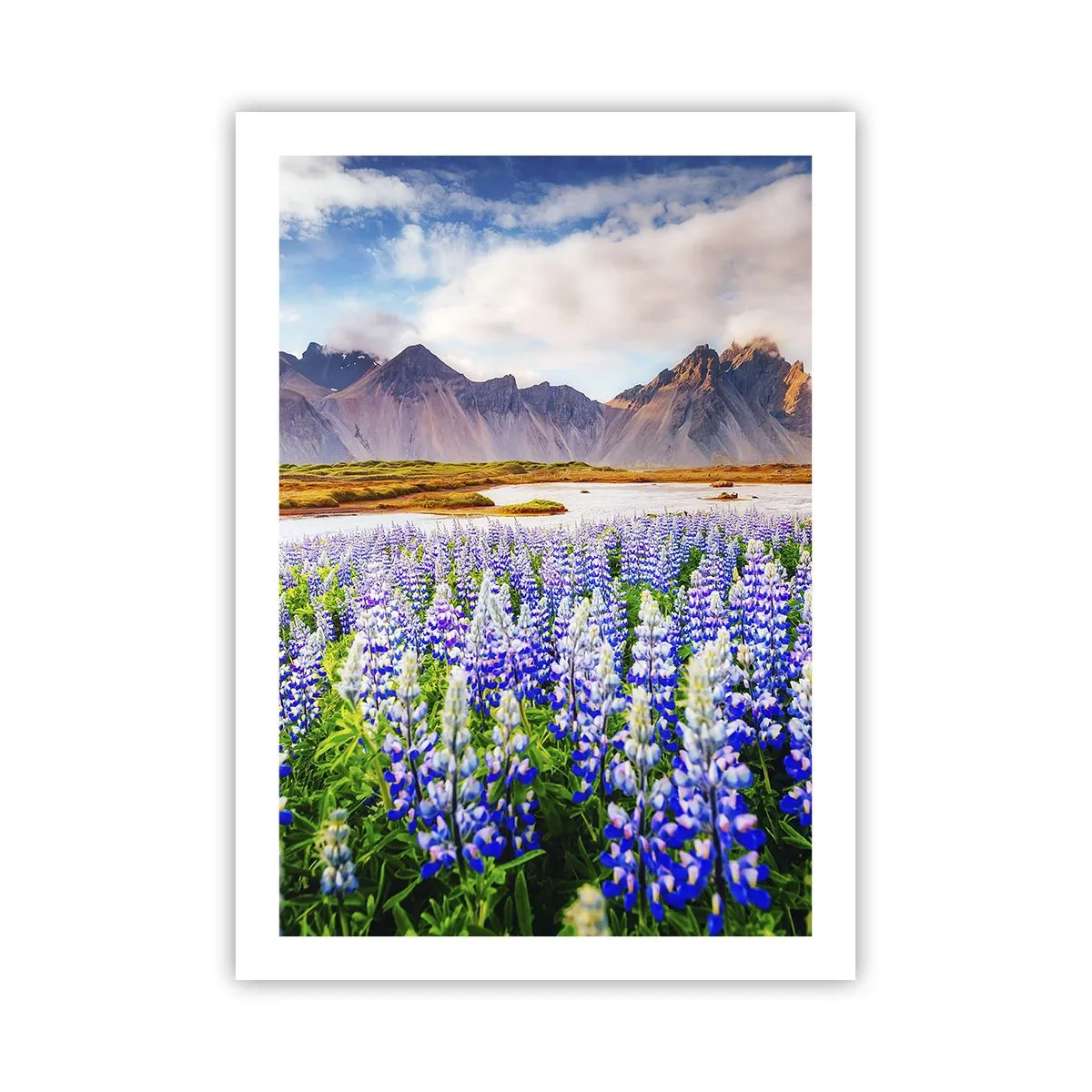 Poster - Ein Lupinenfeld mit Bergen im Hintergrund - 50x70cm - Kraft und Strenge neben Sanftmut - Moderne Wanddekoration für Wohnzimmer und Schlafzimmer ARTTOR