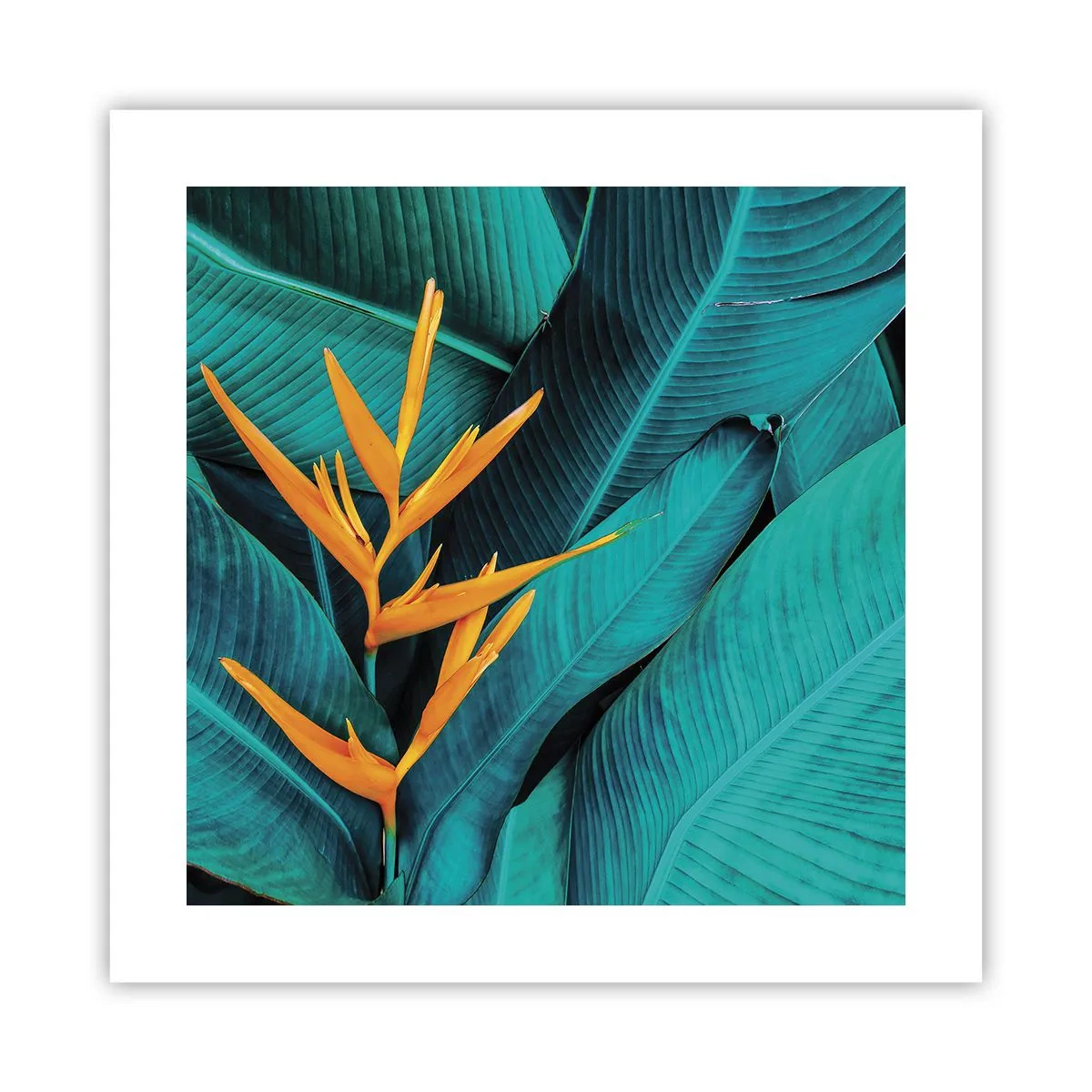 Poster - Eden-Blume - 40x40 cm