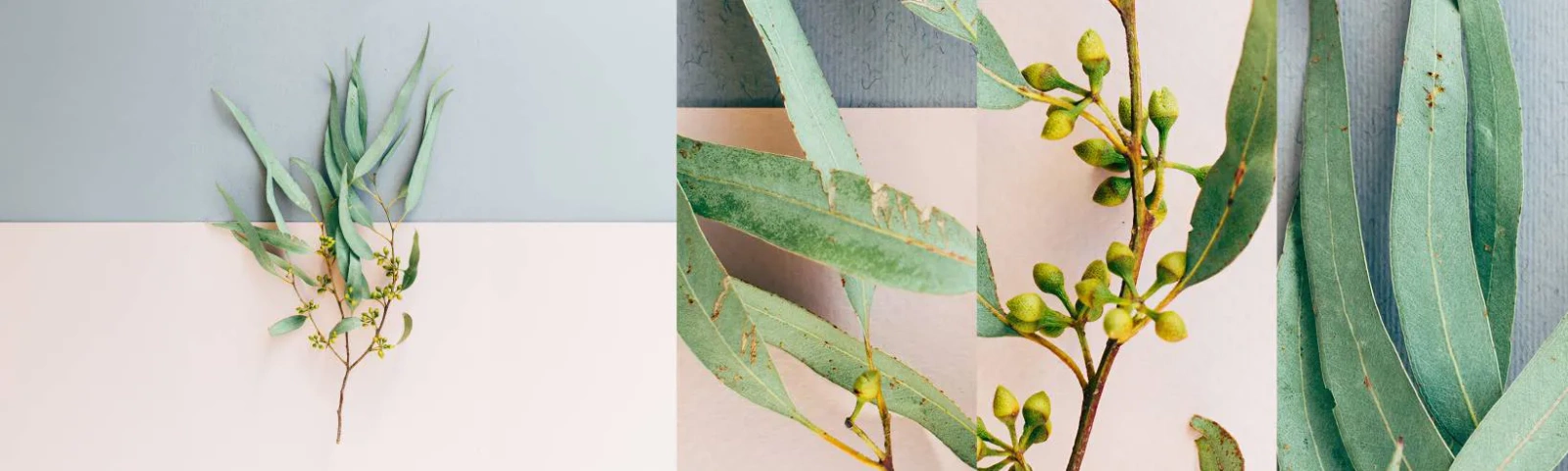 Fototapetenmuster Standard Eco - Pastellige Subtilität - Pastell, Anlage, Boho - 100x30 cm