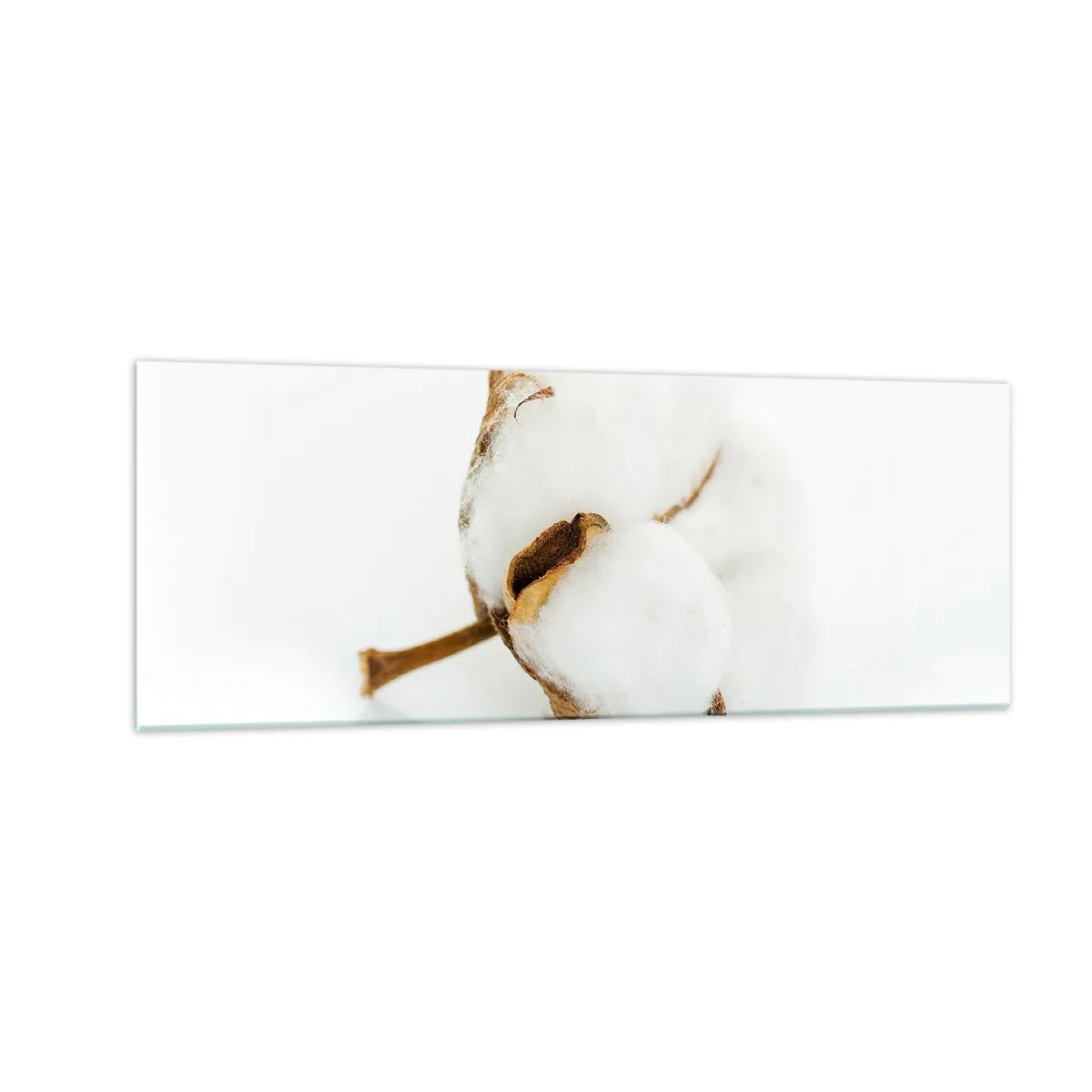 Glasbild - Bild auf glas - Ein Baumwollzweig auf hellem Hintergrund in minimalistischem Ansatz - 140x50cm - Von Natur aus weich - Moderne Wanddekoration für Wohnzimmer und Schlafzimmer ARTTOR