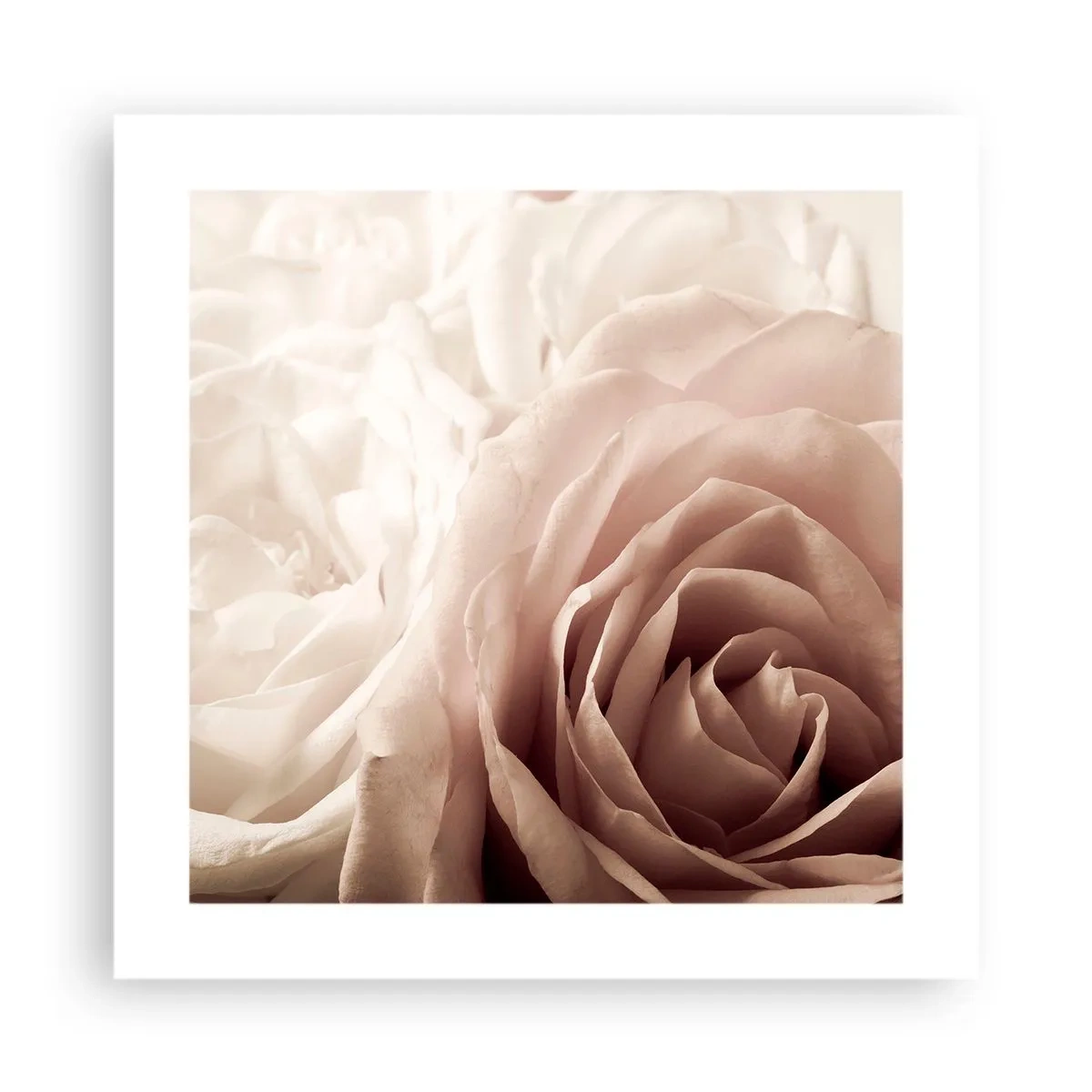 Poster - Im Herzen der Rose - 40x40 cm