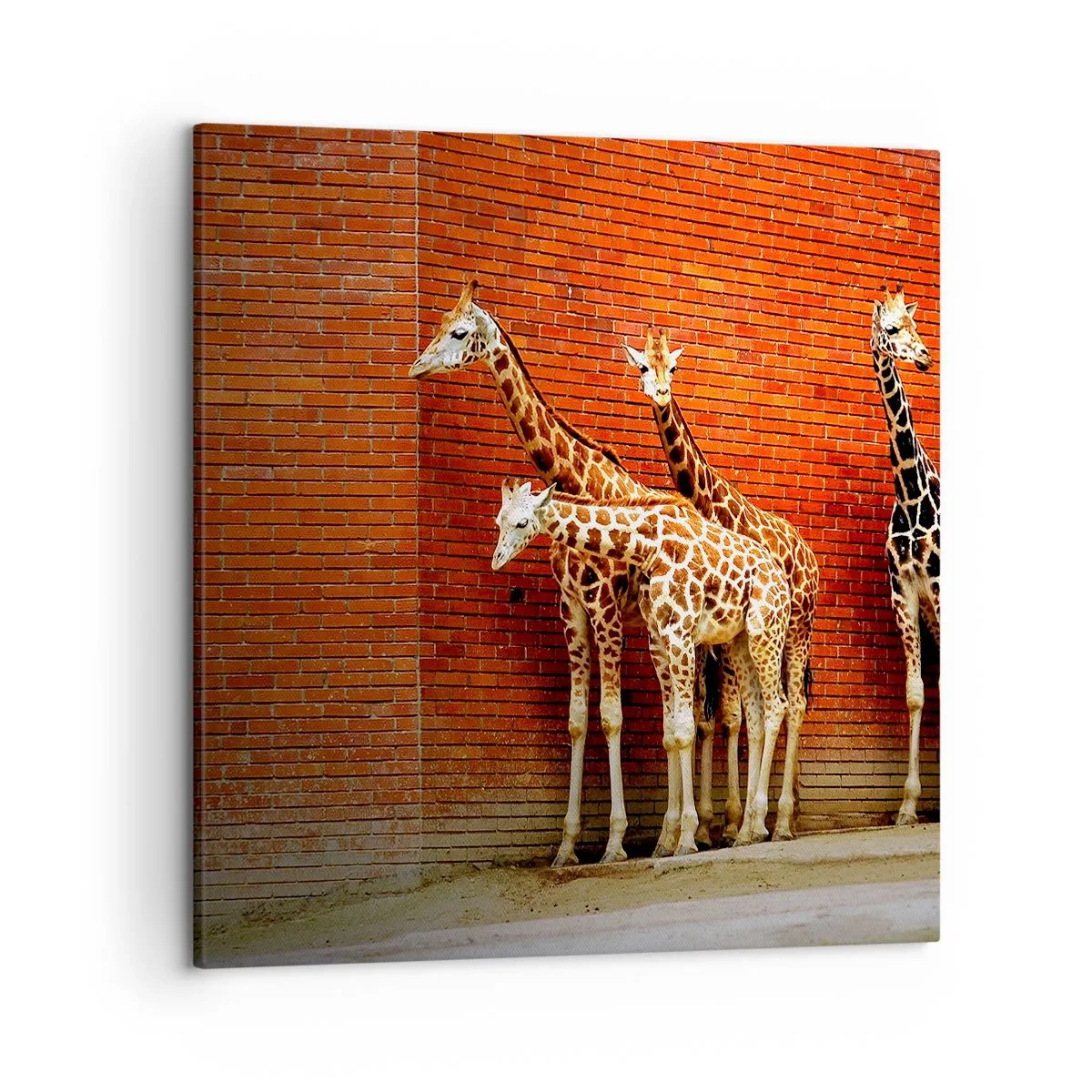 Bild auf Leinwand - Leinwandbild - Sehen Sie Akazien? - 50x50 cm