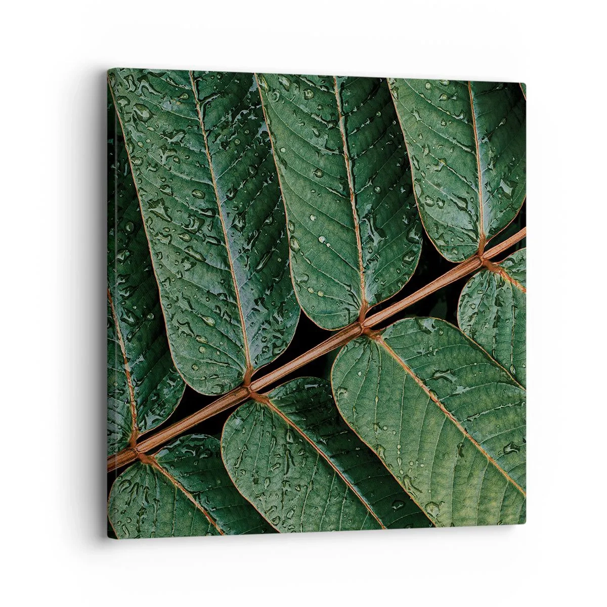 Bild auf Leinwand - Leinwandbild - Im grünen Rhythmus - 30x30 cm