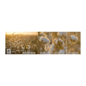 Fototapeten Muster Premium Sand - Fluffiges Feld - Baumwollfeld, Asien, Natur - 100x30 cm