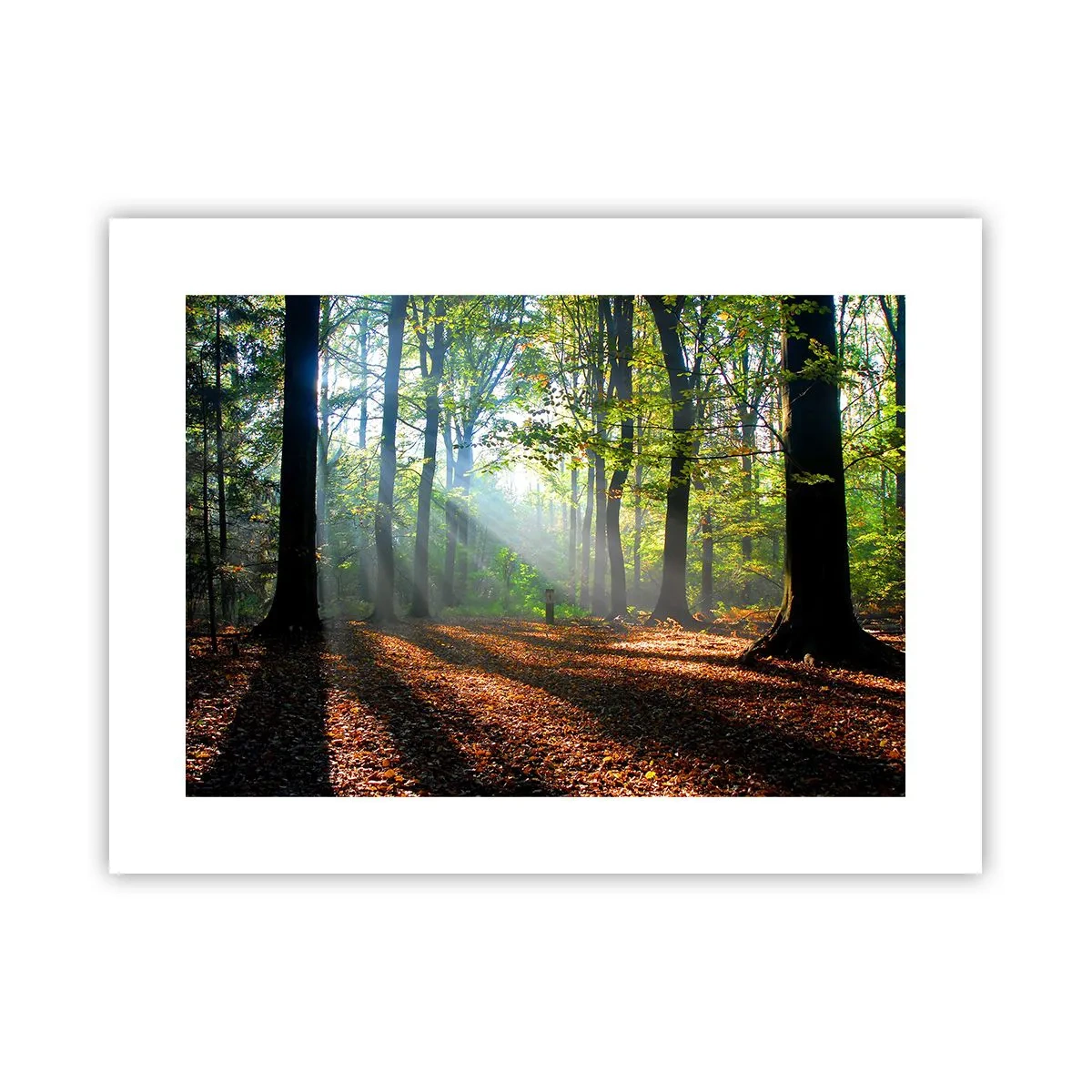 Poster - Licht und Schatten - 40x30 cm
