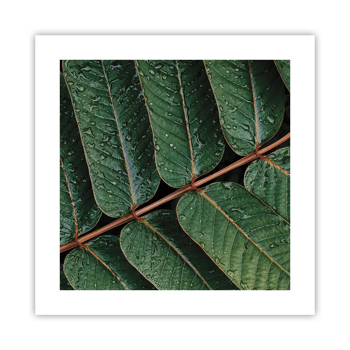 Poster - Im grünen Rhythmus - 40x40 cm