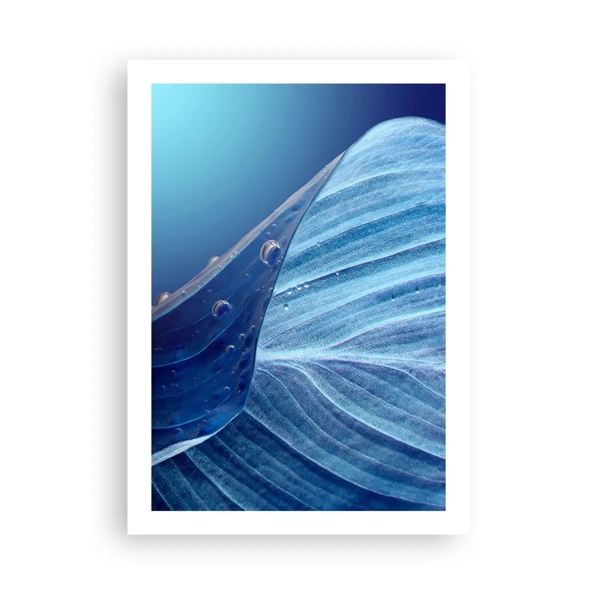 Poster - Ein Blatt mit Wassertropfen in Blautönen - 50x70cm - Versteckte Tropfen vom Blau - Moderne Wanddekoration für Wohnzimmer und Schlafzimmer ARTTOR