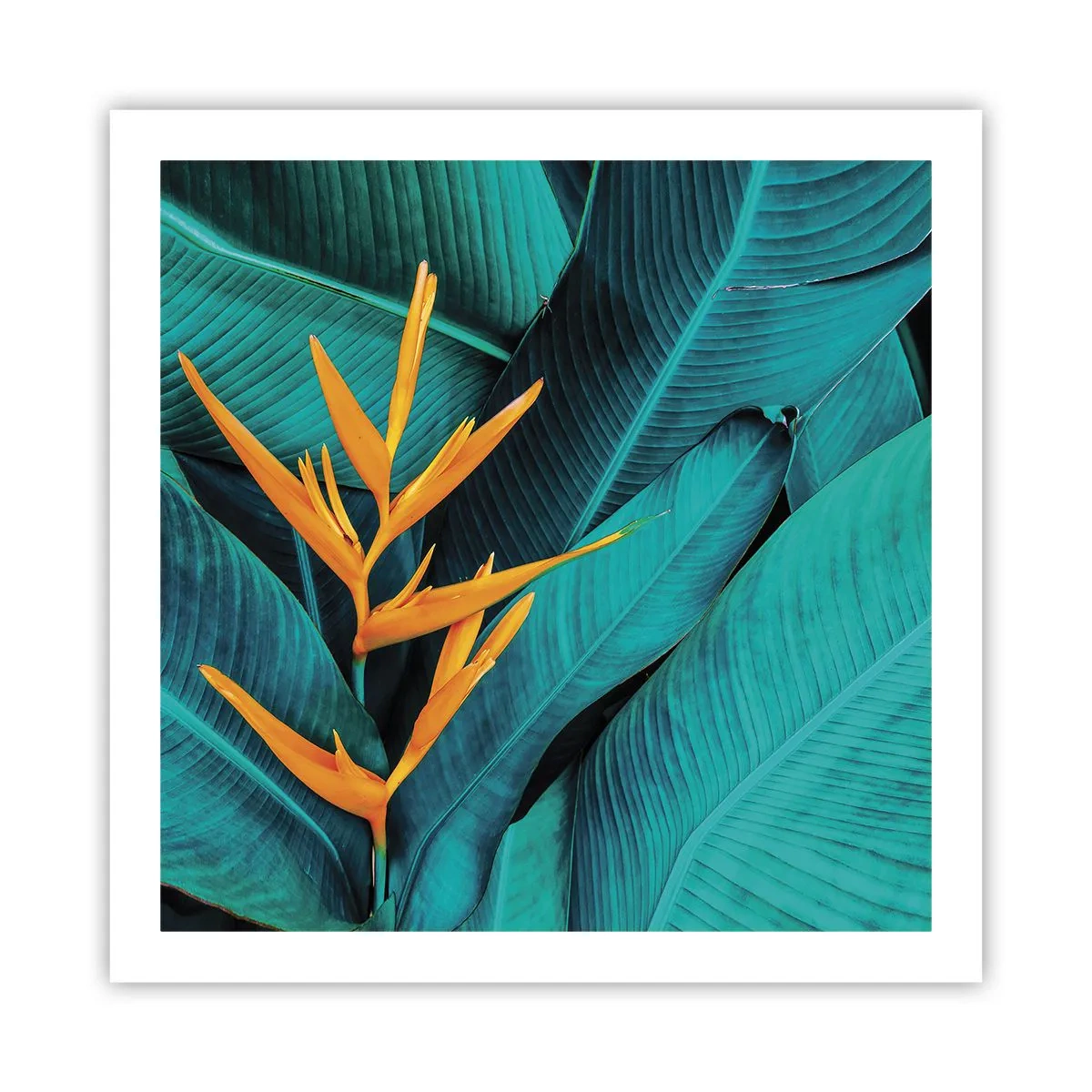 Poster - Eden-Blume - 60x60 cm