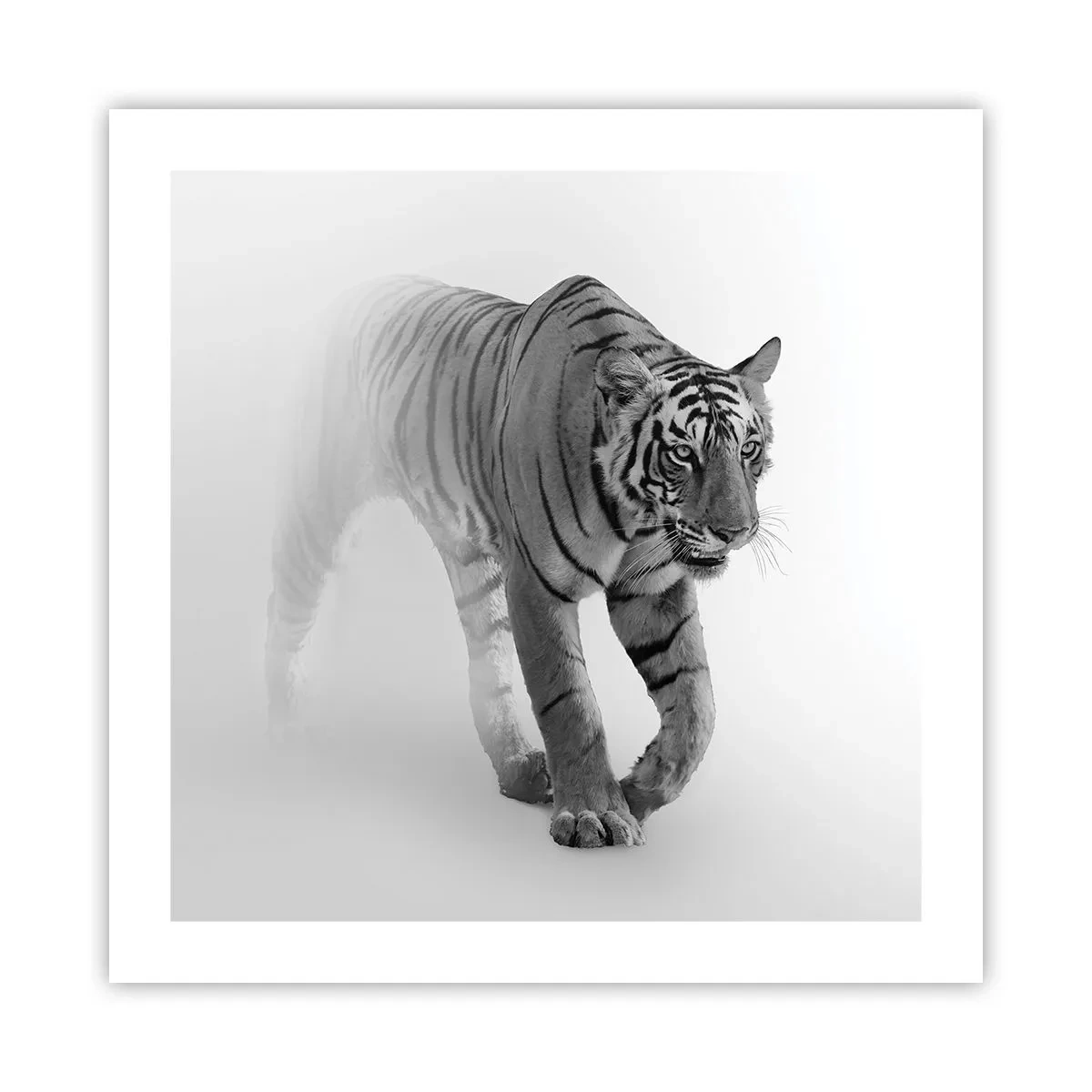 Poster - Im Nebel gelauert - 50x50 cm