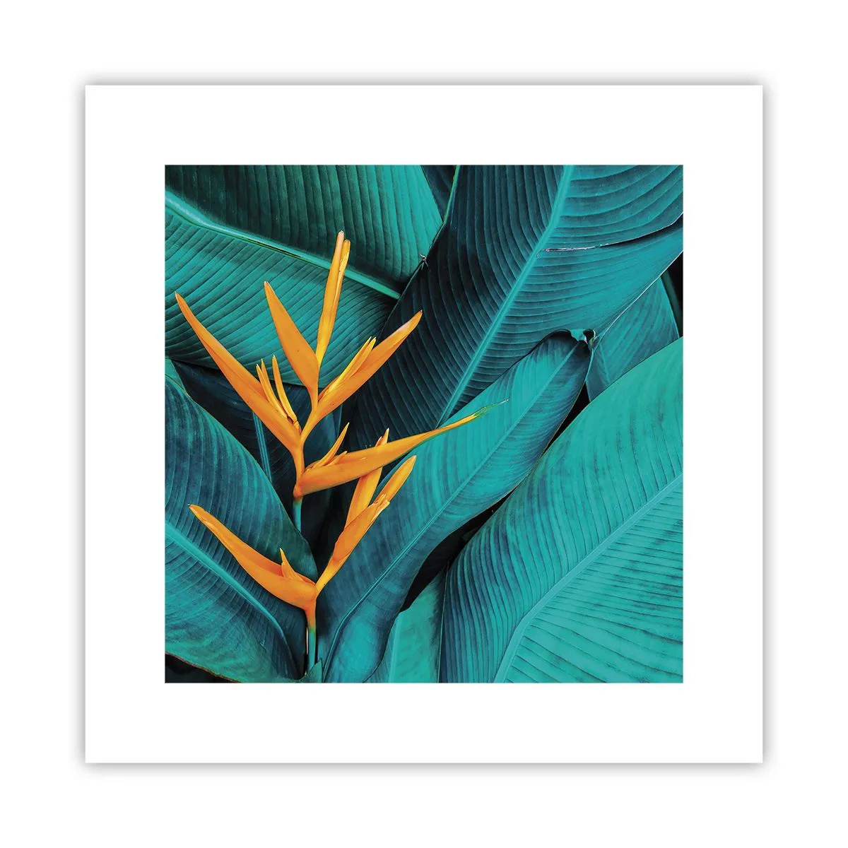 Poster - Eden-Blume - 30x30 cm