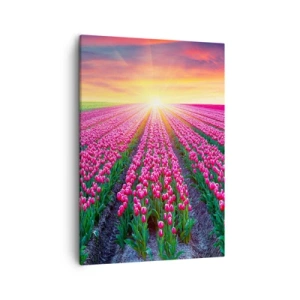Bild auf Leinwand - Leinwandbild - Ein Tulpenfeld bei Sonnenuntergang - 50x70cm - Schönheitsfarm - Moderne Wanddekoration für Wohnzimmer und Schlafzimmer ARTTOR