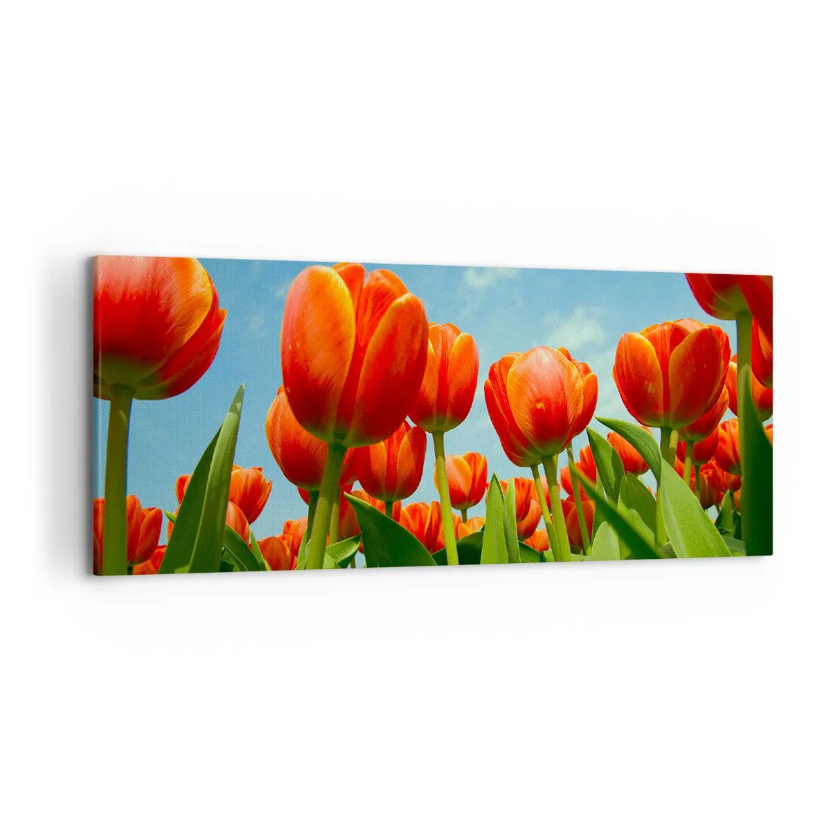 Bild auf Leinwand - Leinwandbild - Ein Feld mit roten und orangefarbenen Tulpen vor blauem Himmel - 120x50cm - Außer dem blauen Himmel brauchen sie nichts in ihrem Leben - Moderne Wanddekoration für Wohnzimmer und Schlafzimmer ARTTOR