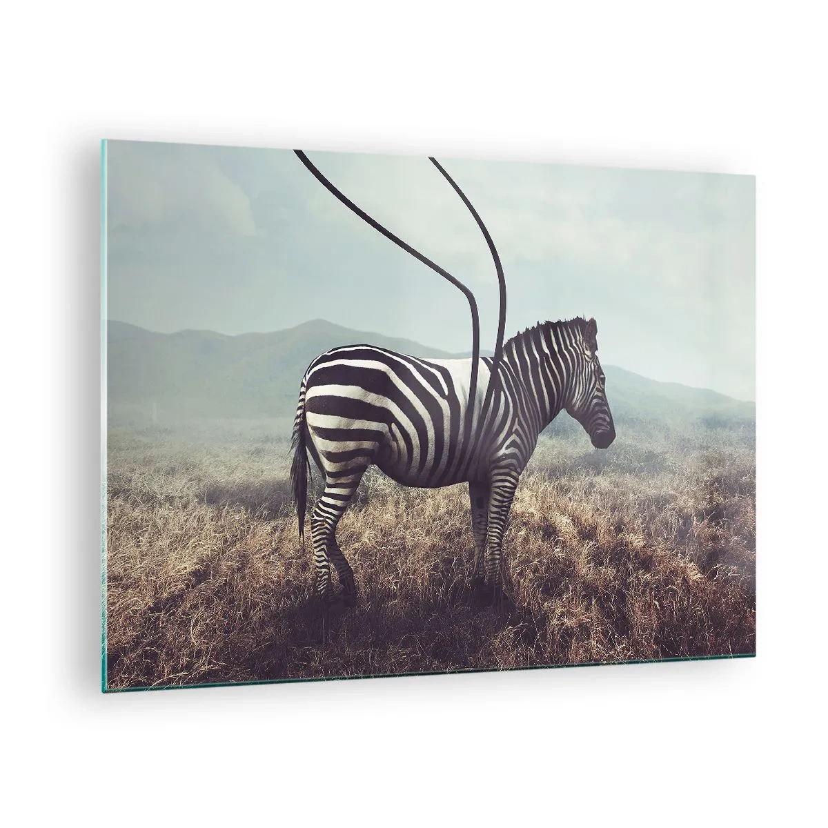 Glasbild - Bild auf glas - Zebra auf Grashintergrund mit surrealen Antennendetails - 70x50cm - Achtung! Fehler - Moderne Wanddekoration für Wohnzimmer und Schlafzimmer ARTTOR