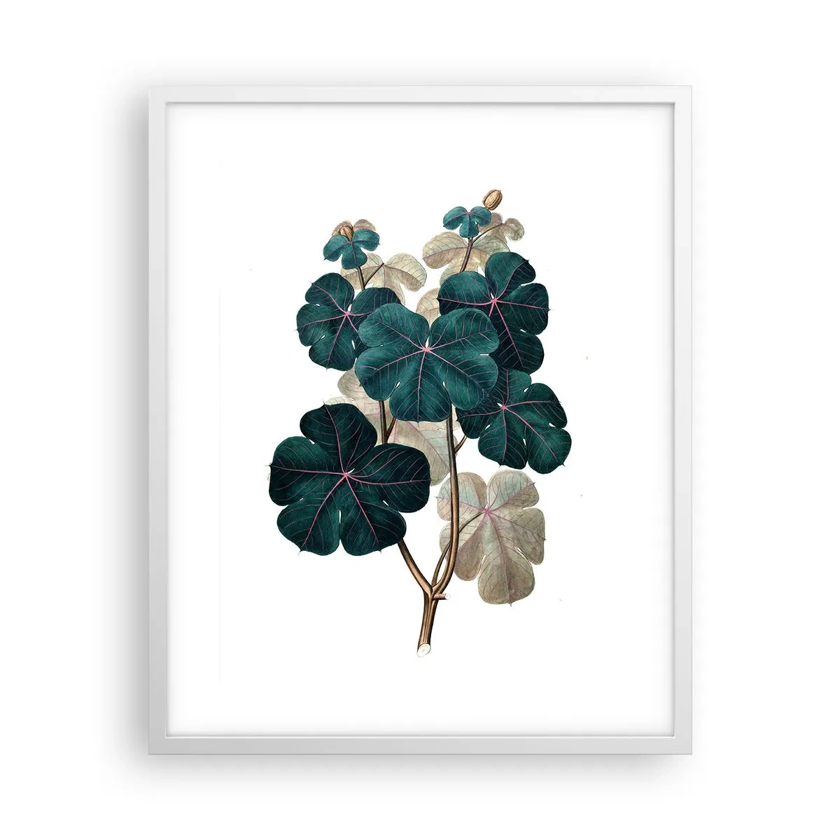 Poster in einem weißen Rahmen - Aus dem alten Herbarium - 40x50 cm