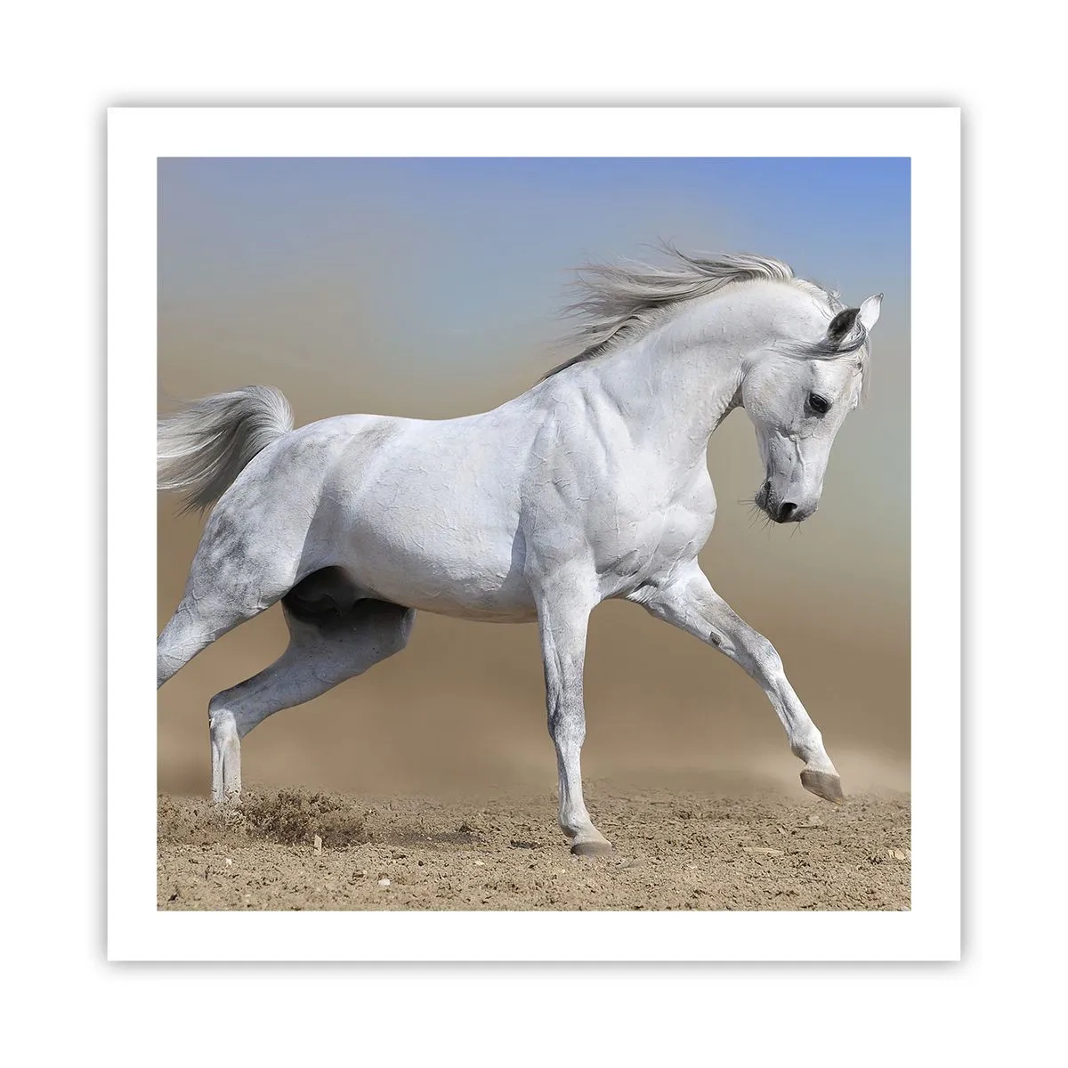 Poster - Die schönste arabische Sage - 60x60 cm