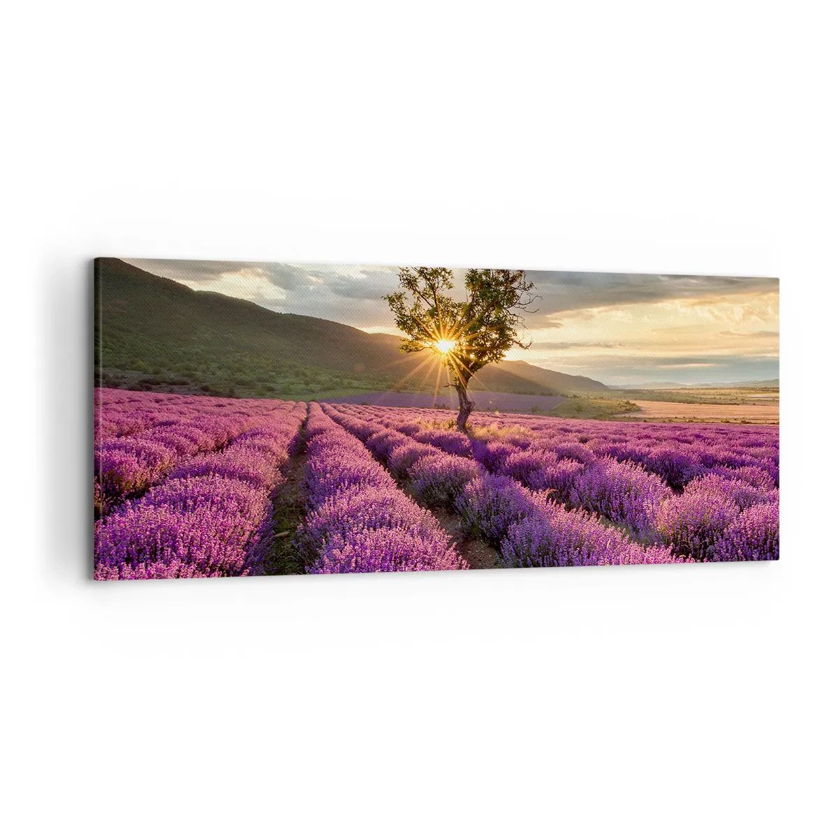 Bild auf Leinwand - Leinwandbild - Ein Lavendelfeld mit einem einsamen Baum bei Sonnenuntergang - 120x50cm - Fliederfarbenes Aroma - Moderne Wanddekoration für Wohnzimmer und Schlafzimmer ARTTOR