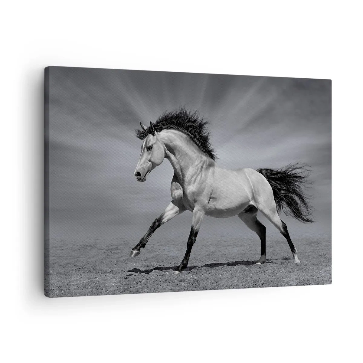 Bild auf Leinwand - Leinwandbild - Ein schwarz-weißes Pferd in einer dynamischen Pose in der Wüste. - 70x50cm - Geboren um Freude zu bereiten - Moderne Wanddekoration für Wohnzimmer und Schlafzimmer ARTTOR
