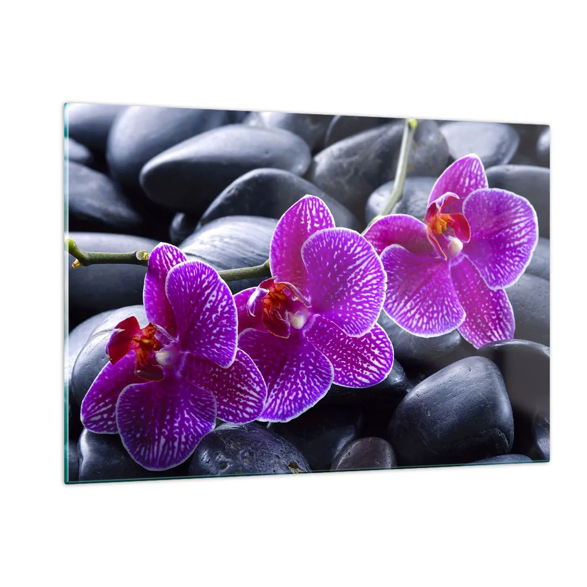 Glasbild - Bild auf glas - Lila Orchideen vor einem Hintergrund aus glatten Steinen - 120x80cm - Die Steine