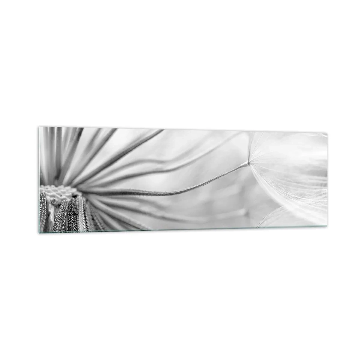 Glasbild - Bild auf glas - Zarte Pusteblumen in Schwarz-Weiß-Tönen - 160x50cm - Löwenzahn, Drachen - Moderne Wanddekoration für Wohnzimmer und Schlafzimmer ARTTOR