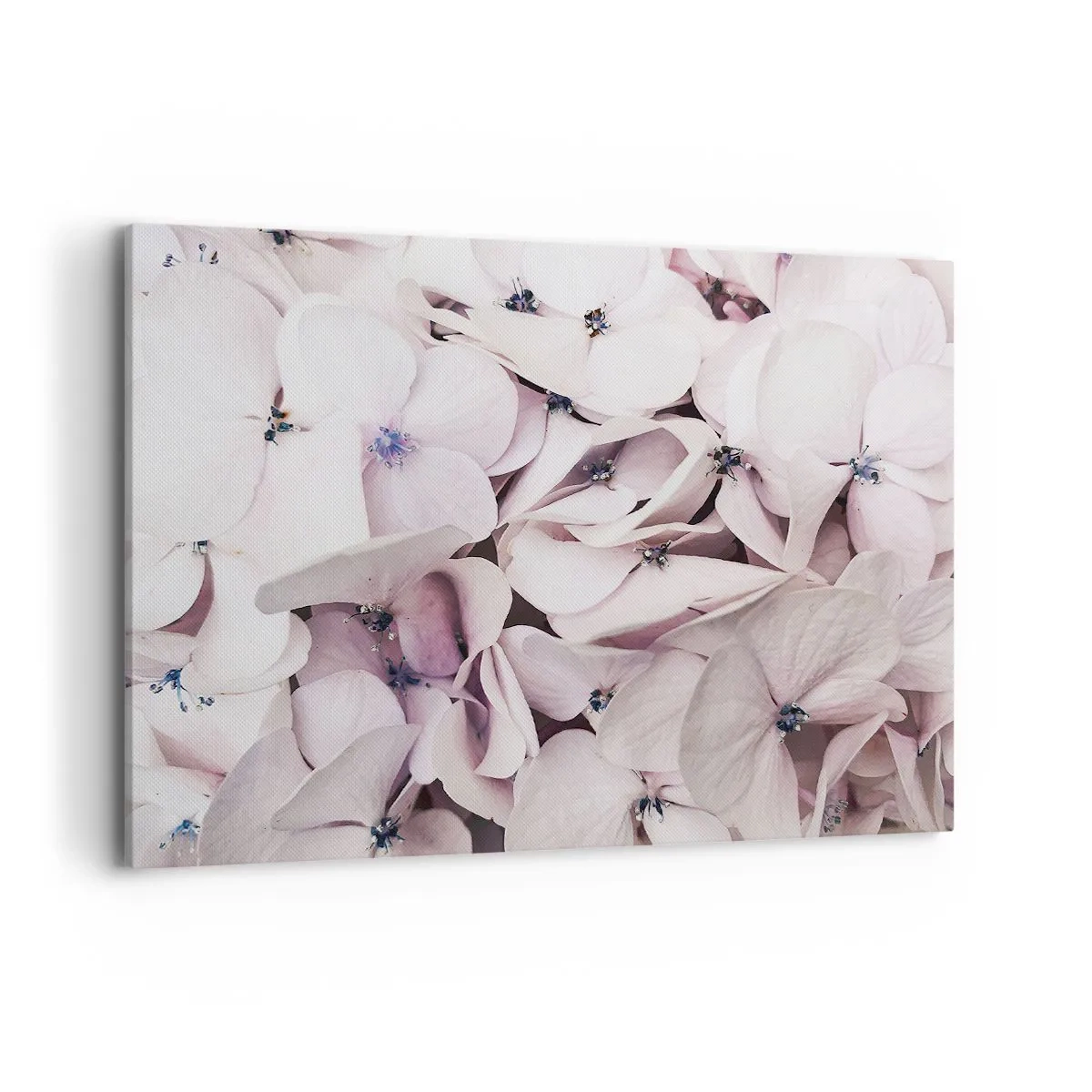 Bild auf Leinwand - Leinwandbild - Zarte weiße Hortensien in Pastelltönen - 100x70cm - In einer Blumenflut - Moderne Wanddekoration für Wohnzimmer und Schlafzimmer ARTTOR