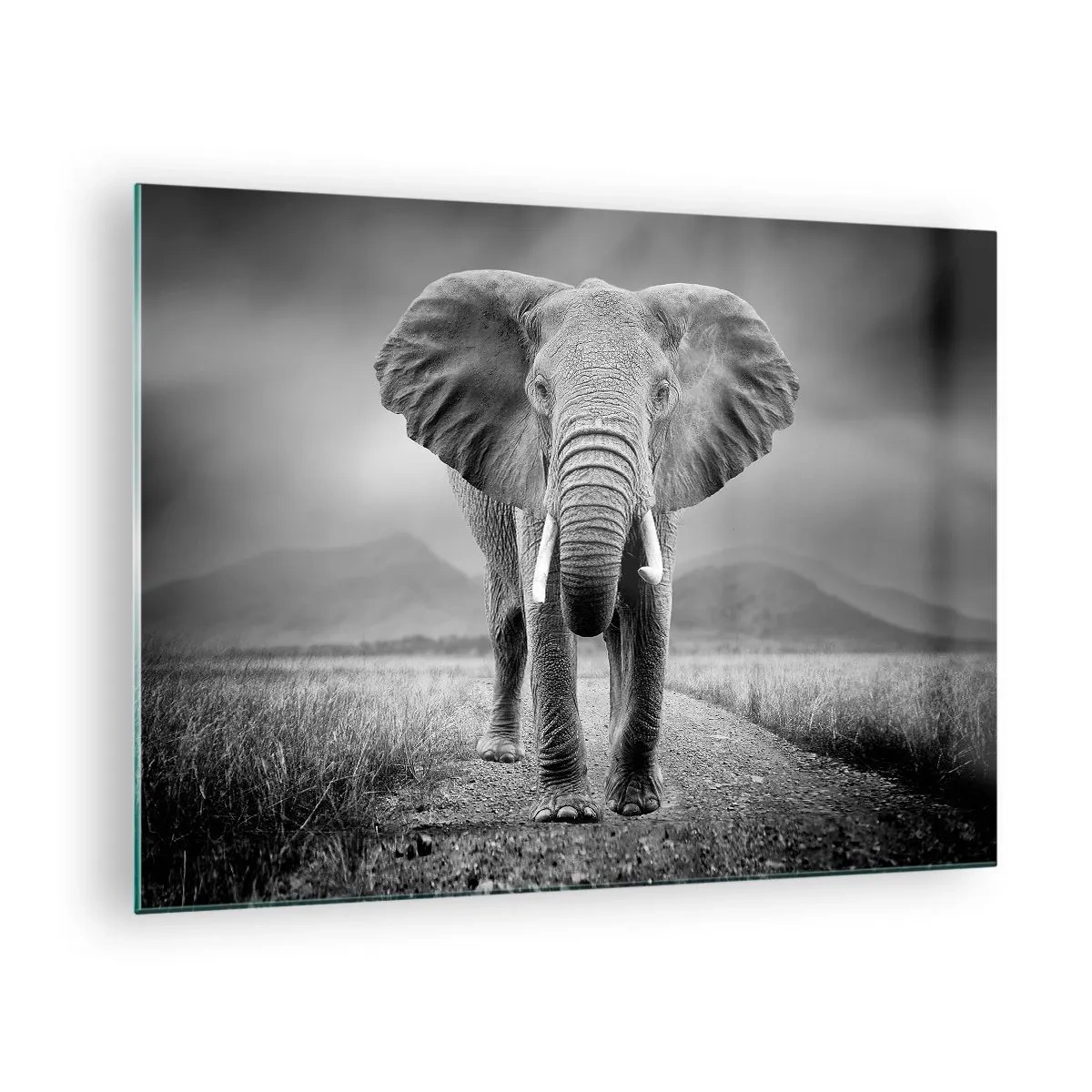 Glasbild - Bild auf glas - Elefant in der Savanne in Schwarz und Weiß - 70x50cm - Der Gastgeber heißt willkommen - Moderne Wanddekoration für Wohnzimmer und Schlafzimmer ARTTOR