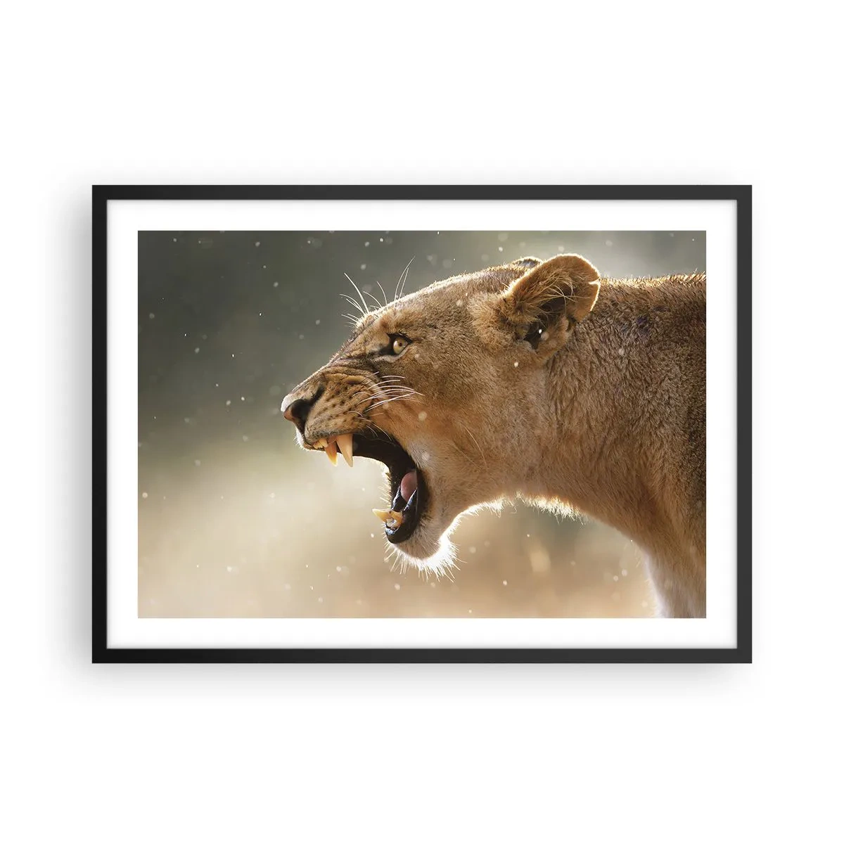 Poster in einem schwarzem Rahmen - Porträt einer brüllenden Löwin im natürlichen Licht - 70x50cm - Versuch, nicht zuzuhören - Moderne Wanddekoration für Wohnzimmer und Schlafzimmer ARTTOR