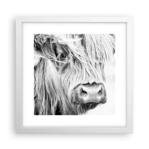 Poster in einem weißen Rahmen - Schottische Wildheit - 30x30 cm