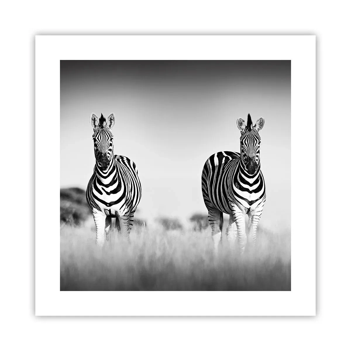 Poster - Die Welt ist doch schwarz-weiß - 40x40 cm