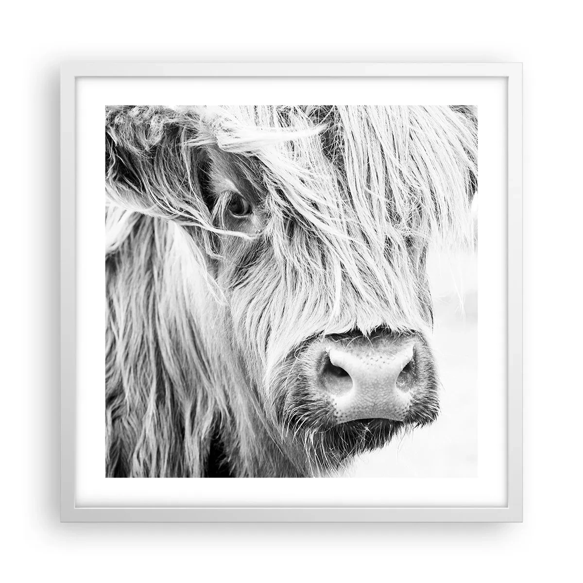 Poster in einem weißen Rahmen - Schottische Wildheit - 50x50 cm