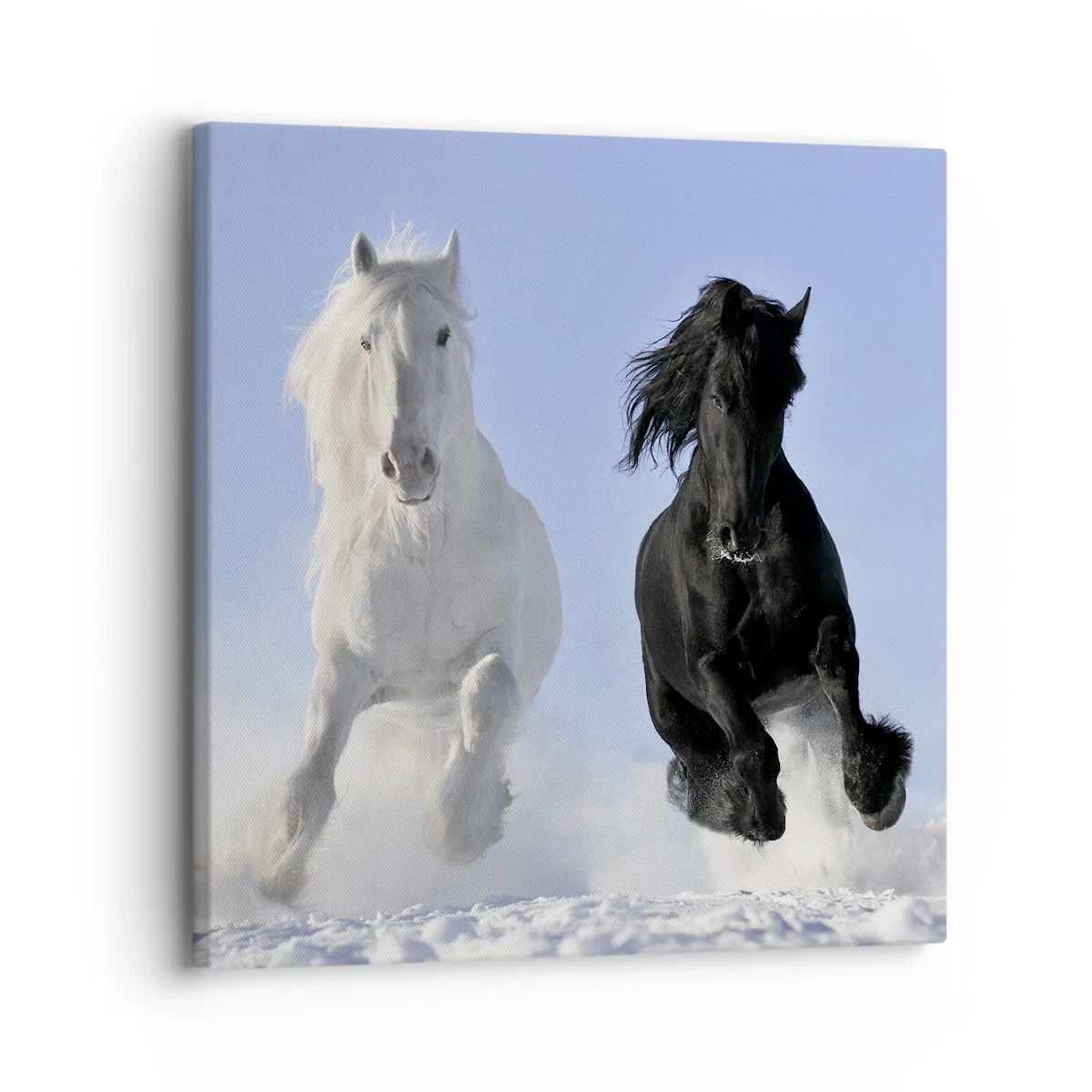 Bild auf Leinwand - Leinwandbild - Schwarz-Weiß-Galopp - 30x30 cm