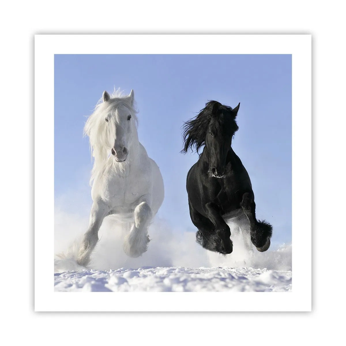 Poster - Schwarz-Weiß-Galopp - 50x50 cm