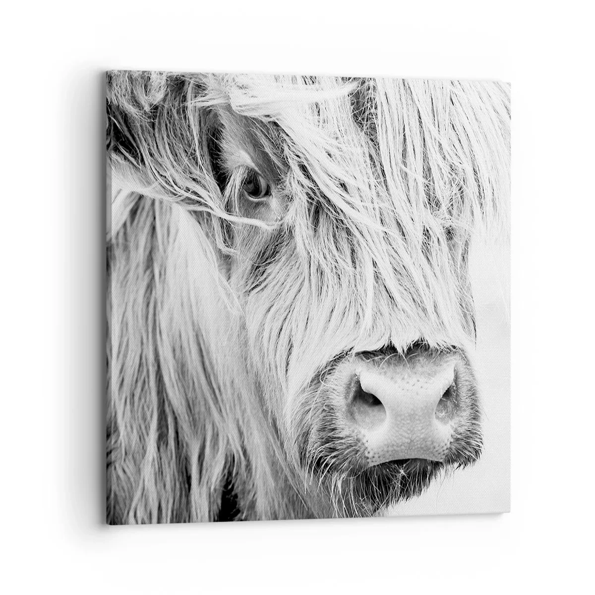 Bild auf Leinwand - Leinwandbild - Schottische Wildheit - 70x70 cm