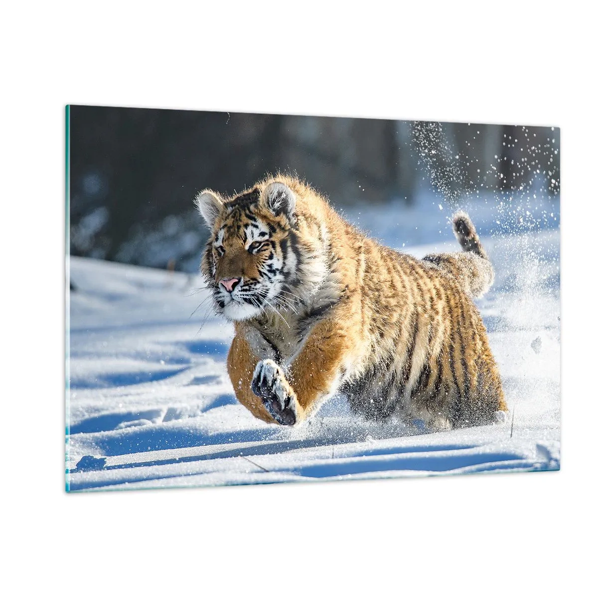 Glasbild - Bild auf glas - Ein sibirischer Tiger läuft durch den Schnee in einer Winterlandschaft. - 120x80cm - Gott der sibirischen Taiga - Moderne Wanddekoration für Wohnzimmer und Schlafzimmer ARTTOR