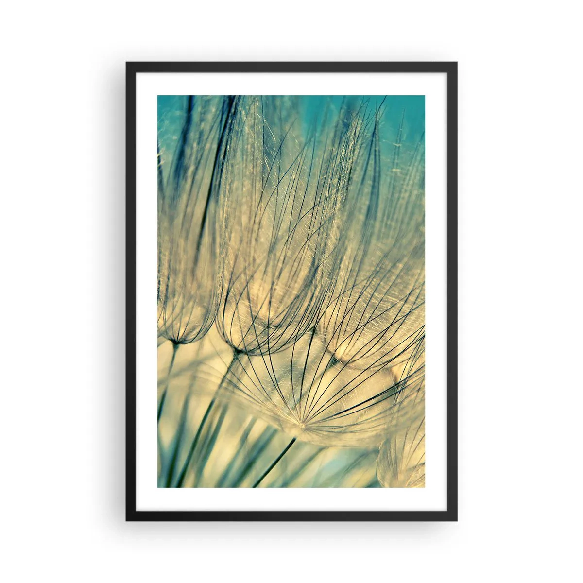 Poster in einem schwarzem Rahmen - Makrofotografie von zarten Löwenzahnblüten im Licht der untergehenden Sonne - 50x70cm - In Erwartung des Windes - Moderne Wanddekoration für Wohnzimmer und Schlafzimmer ARTTOR